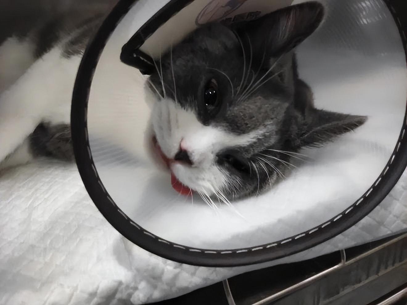 猫咪绝育后注意事项（猫咪绝育后的7大注意点）