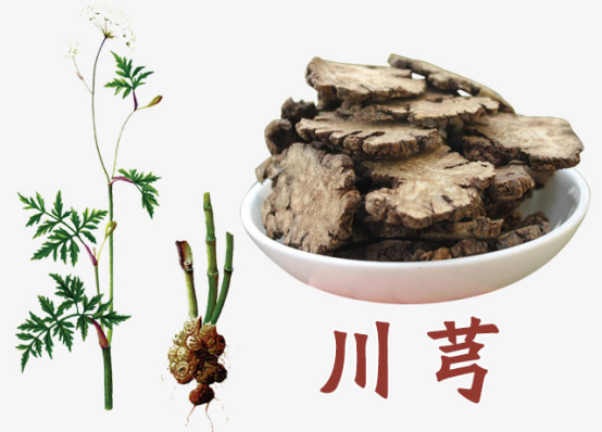 川芎的功效与作用及食用方法 宝子们收藏起来！川芎的主要作用及中医食疗方法